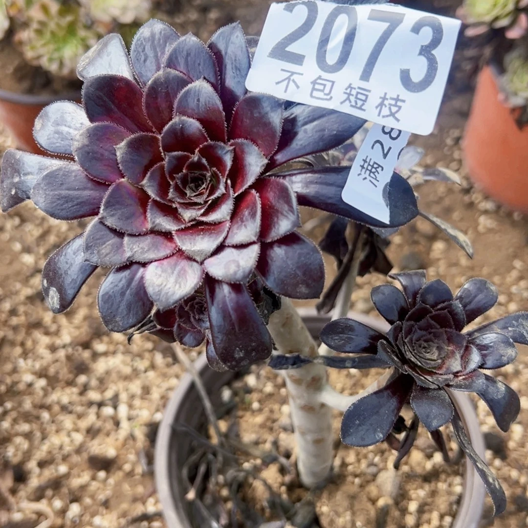 魔法师锦中班多肉植物2073
