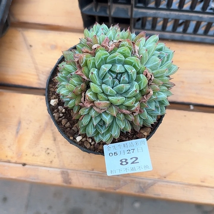 怡*0527-82雪花珍妮群