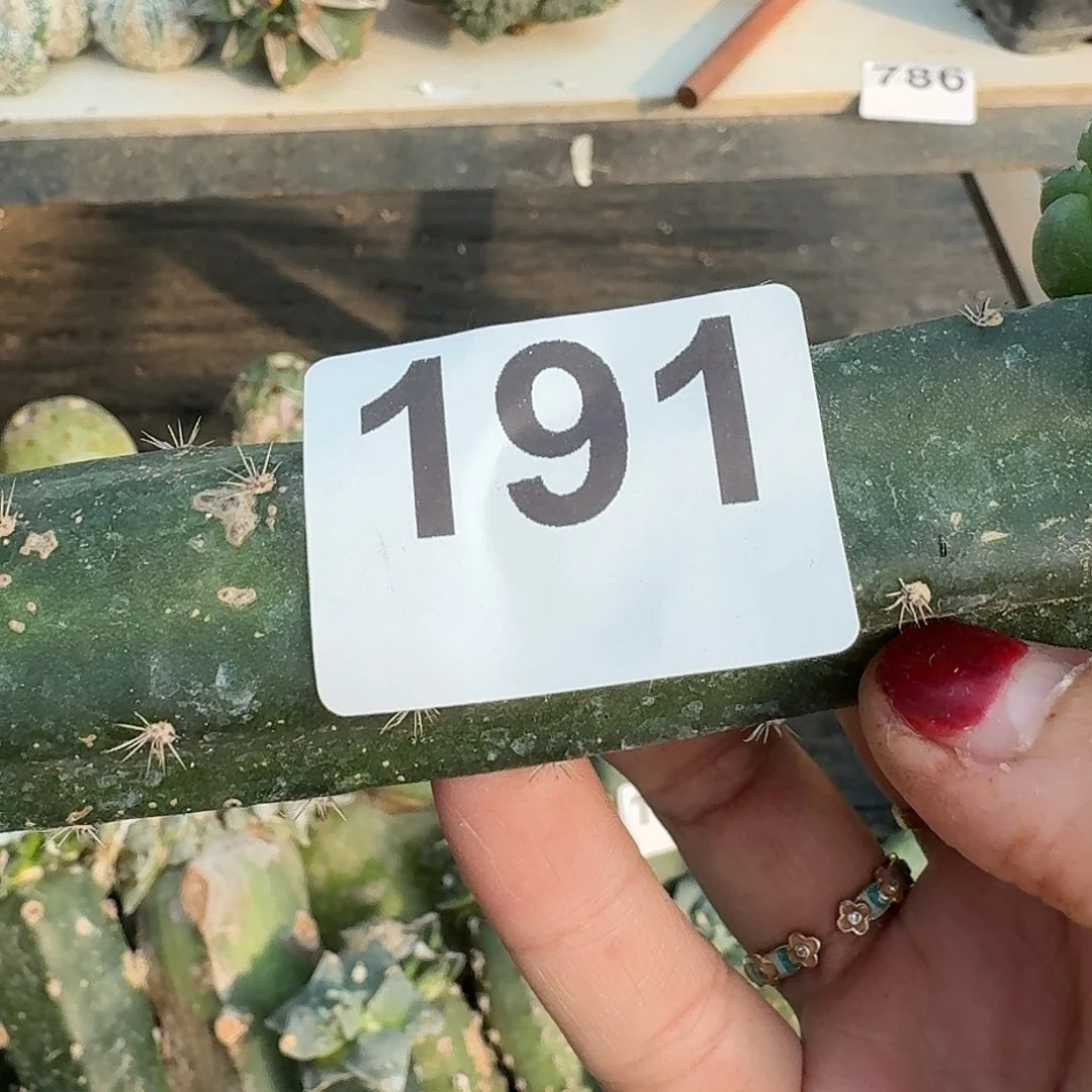 全部花朵苗接大尤191