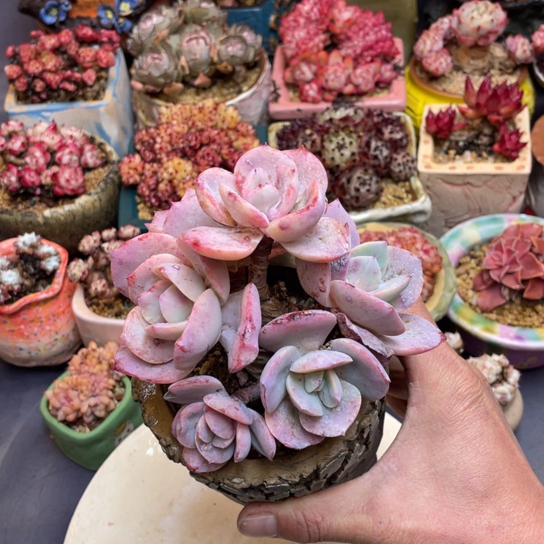 白凤多头群生丸叶