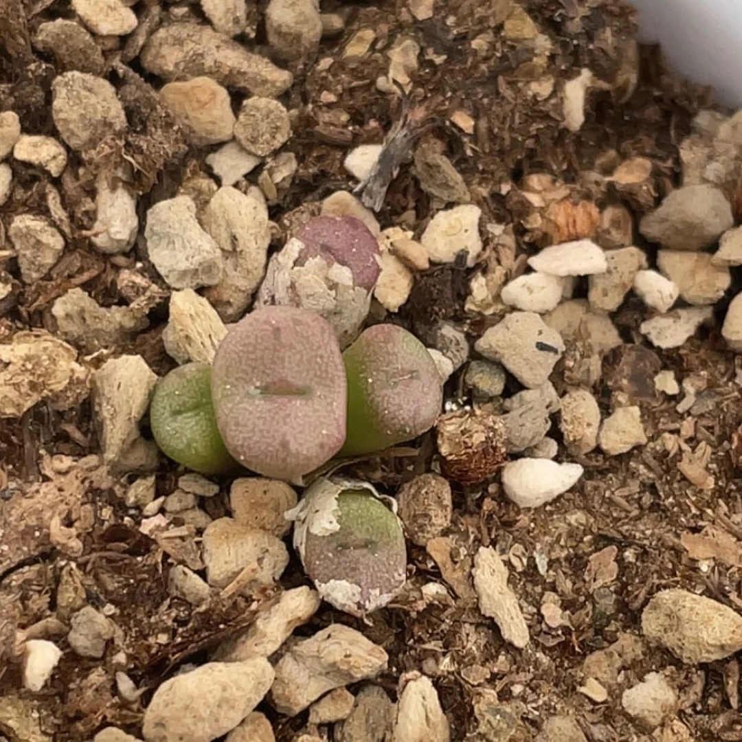 27-64猪鼻子多肉植物