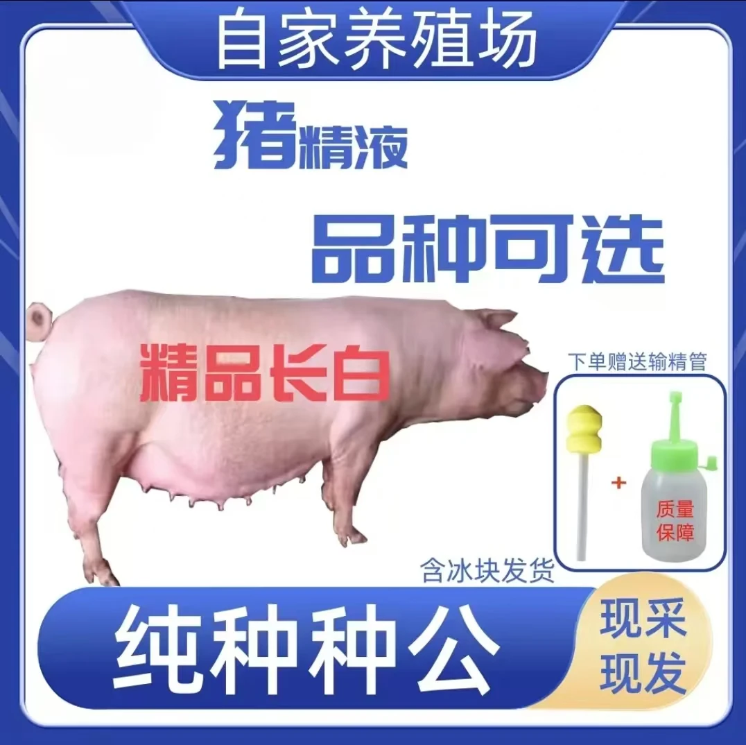 原种长白猪精液，大白猪精液现采现发推介用品