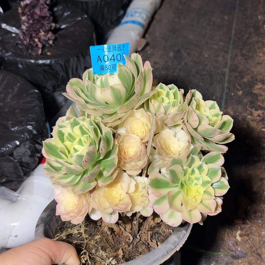 0408多肉植物迈巴赫