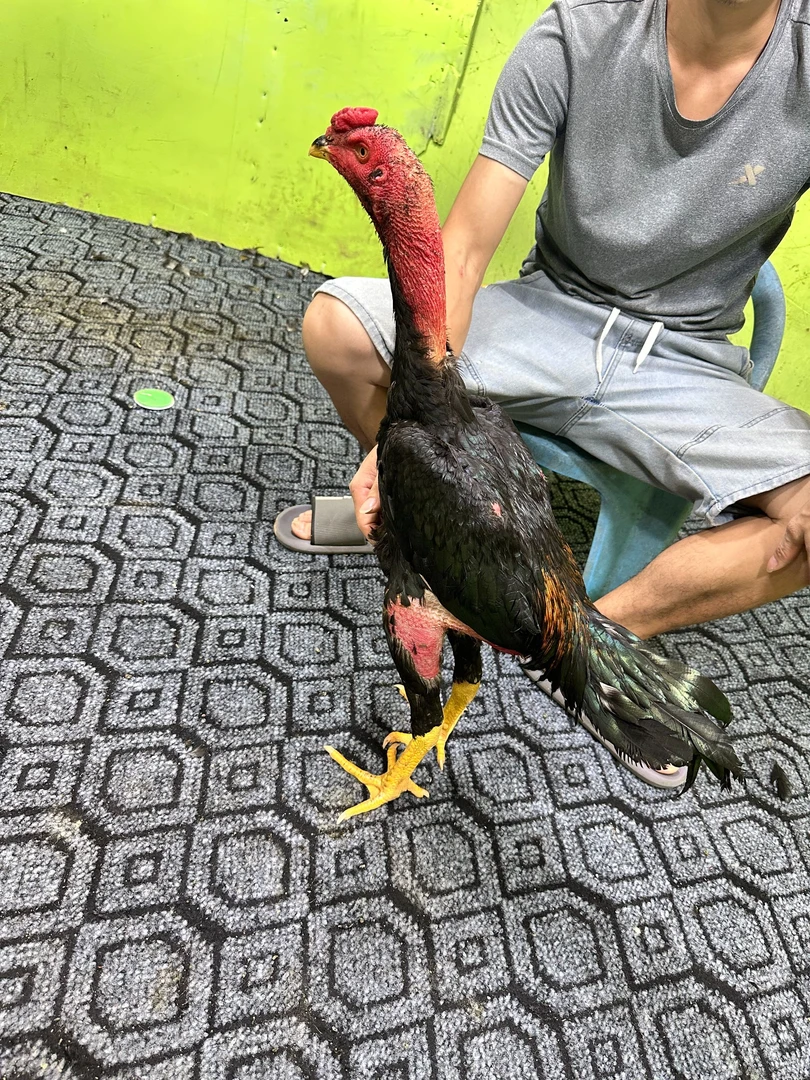 阿应斗鸡精选大哥来欣赏