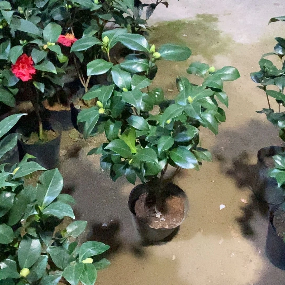 完全开放1东方亮茶花