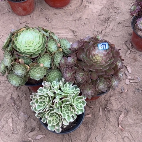 079多肉植物组合,