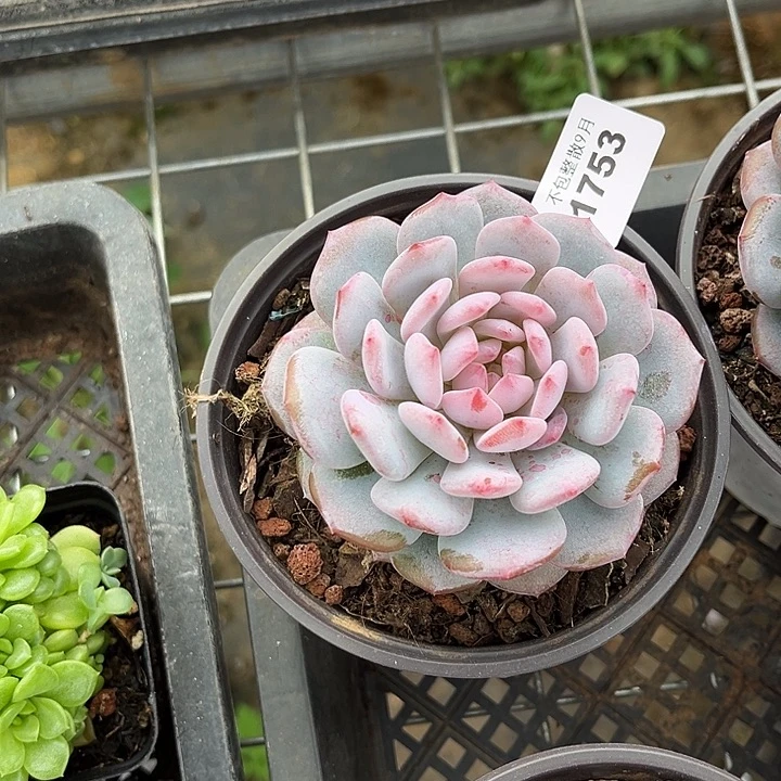 阿雅园艺。        1753星星橙