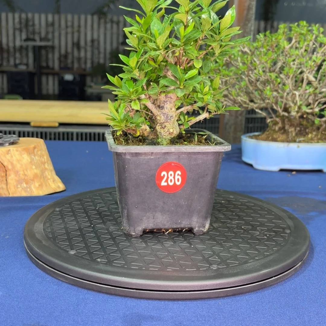 快**?大棚转让286号包邮