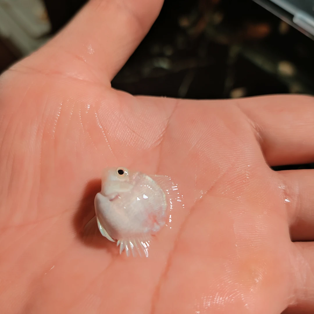 桃心迷你鹦鹉鱼3个半月亚成鱼4+2备损。无开箱视频，一律不包损！！