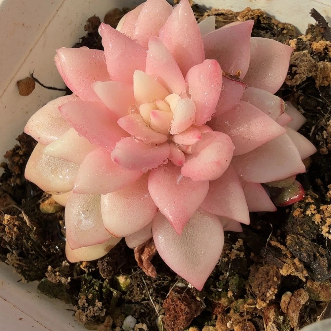 拉菲阴阳，多肉植物