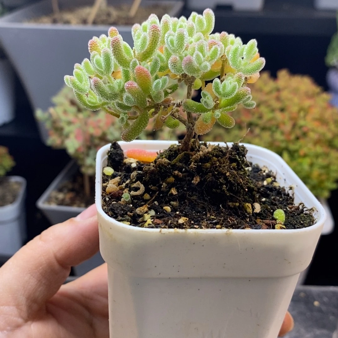 完全开放45号冰晶（6.5cm）