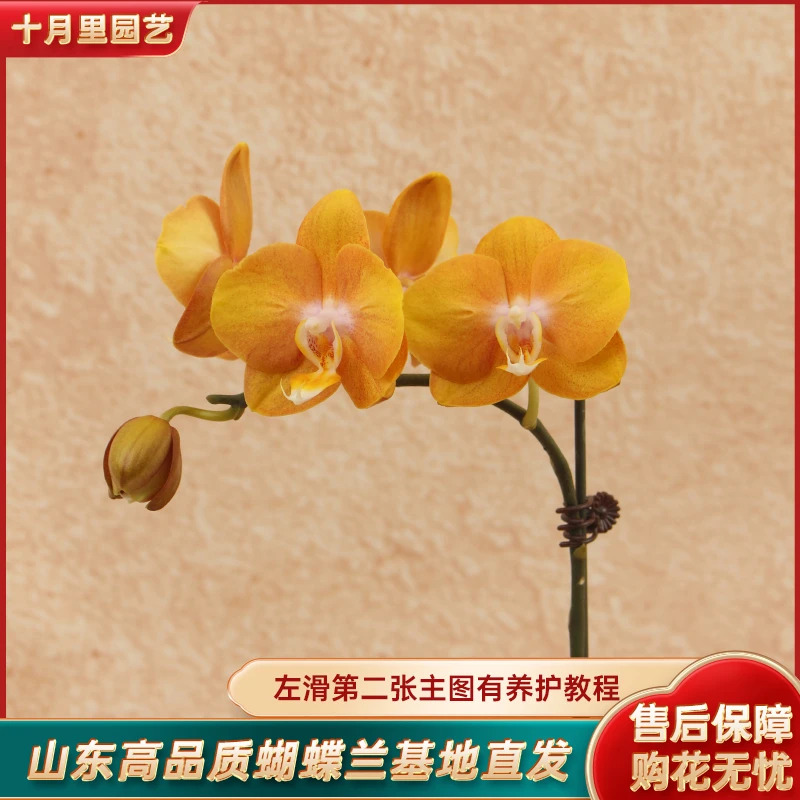 十月里蝴蝶兰【拉斯维加斯 单梗】开花株带花发货