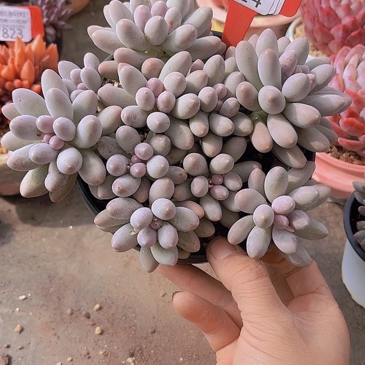 多****7914汤圆。