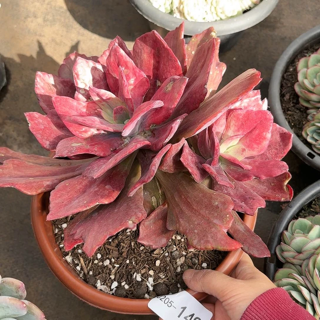 同温层多肉钻石锦149