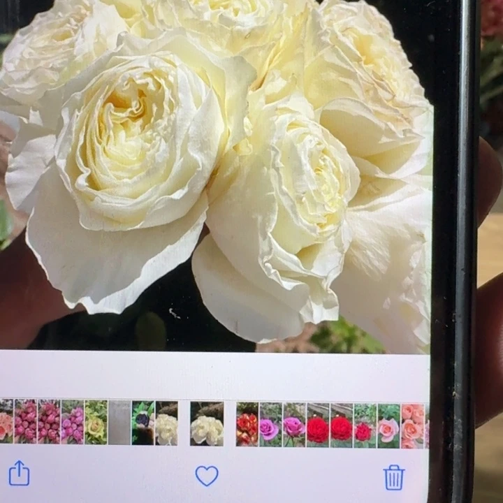 无花朵酷玩扦插小苗