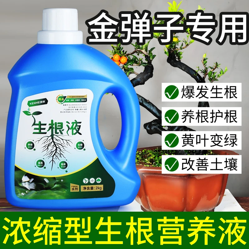 金弹子专用营养液生根液金蛋子肥料盆景玉肥盆栽花肥老鸦柿土果