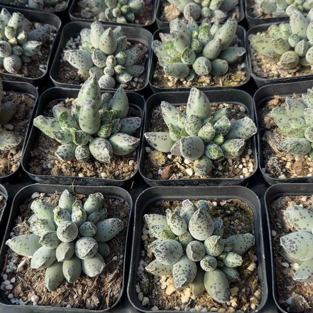 单颗白肌海豹量拍链接