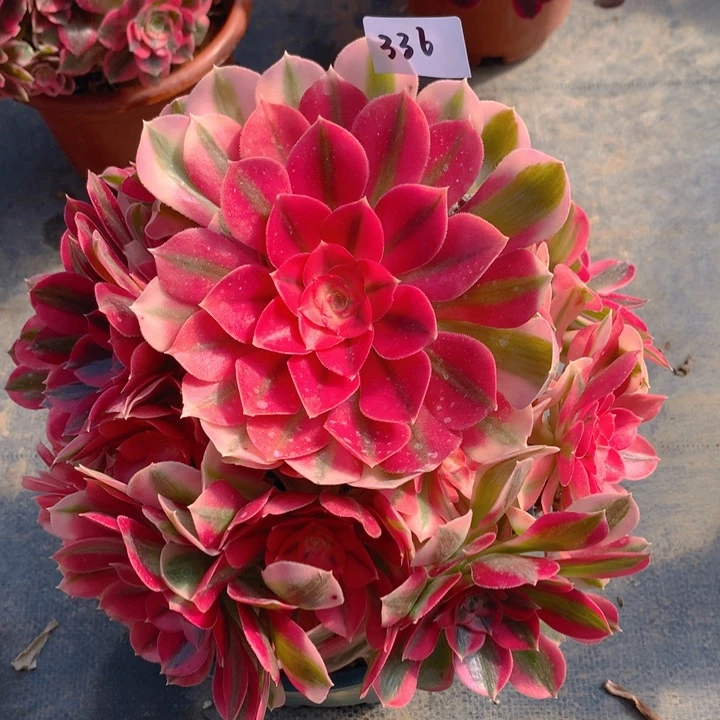 336粉女巫精品法师多肉