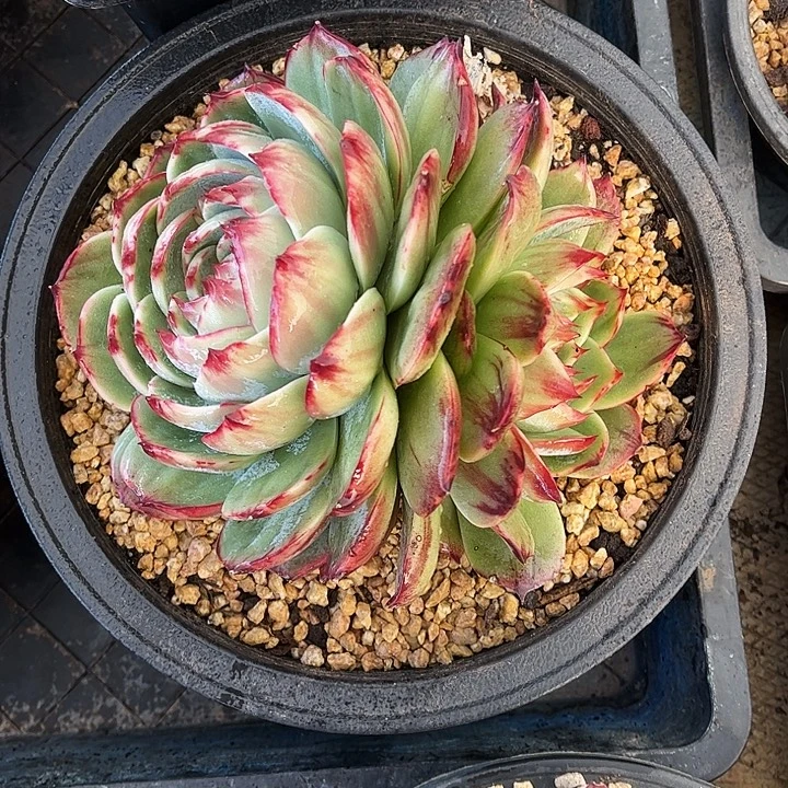 惊鸿仙子一物一拍，冠幅16