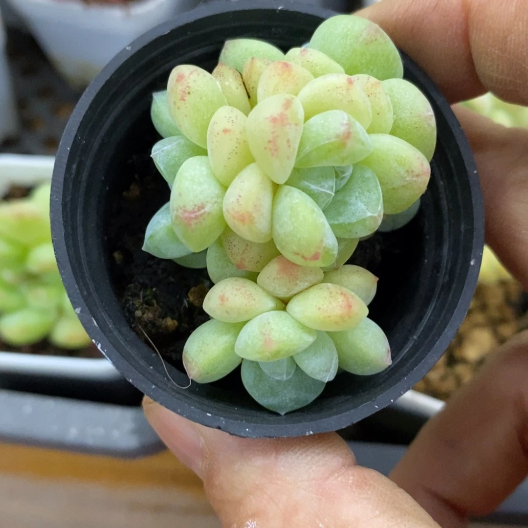 精品多肉一物一拍不包整170