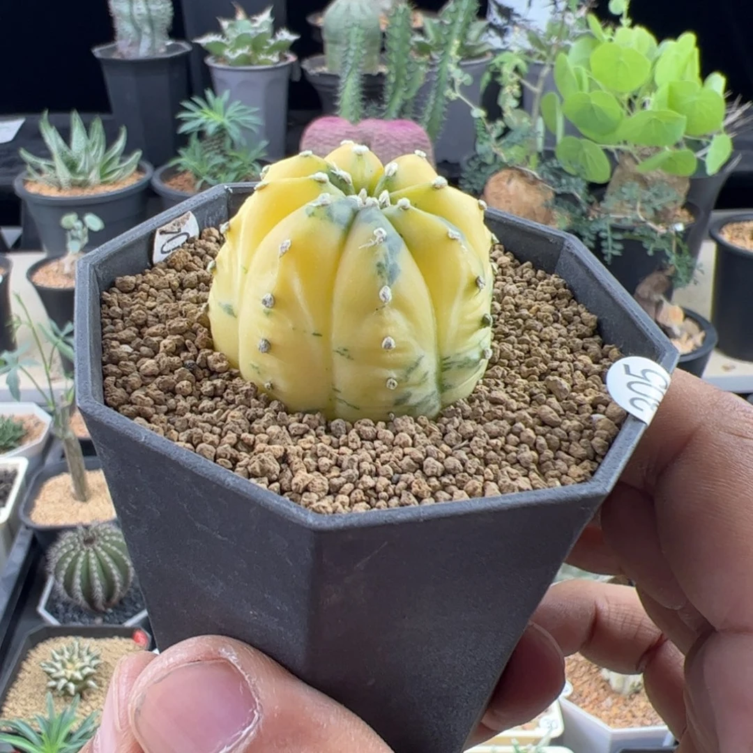 兜锦实生3.5一物一拍带盆发