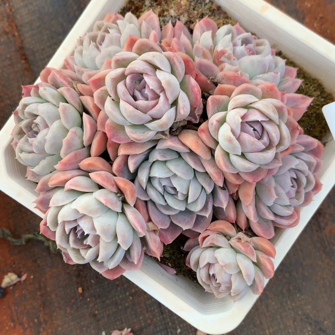 7829杂交精品基地12厘米