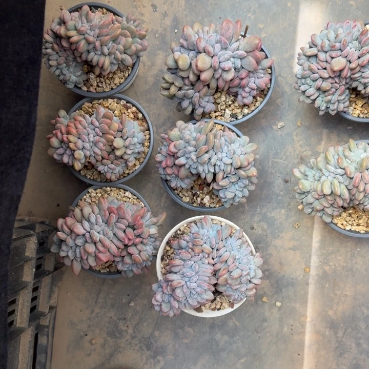 十****6颗一起的一物一拍的