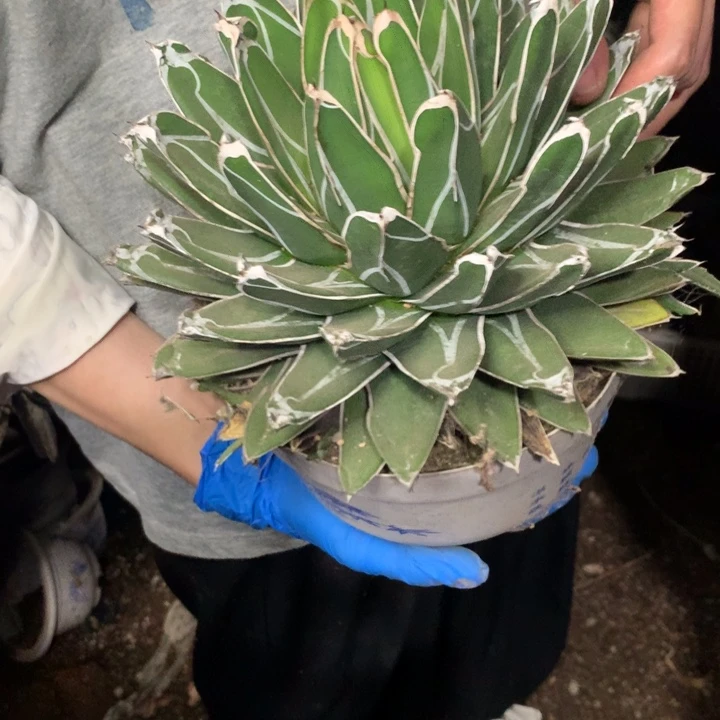 世之雪。。。。。。。。。。。