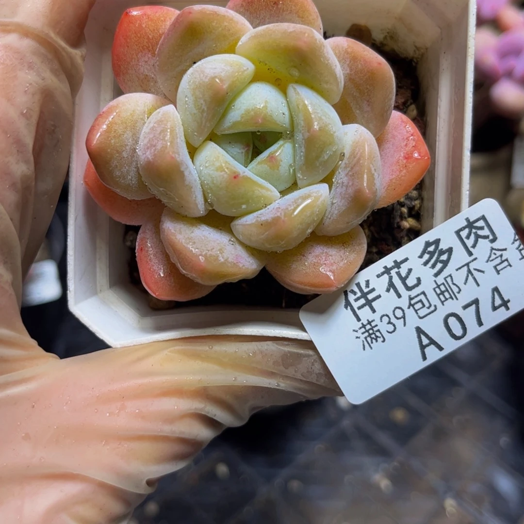 074冰玉6厘米多肉