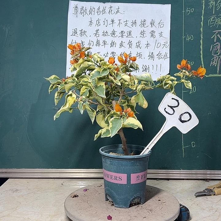 完全开放   金边黄  30