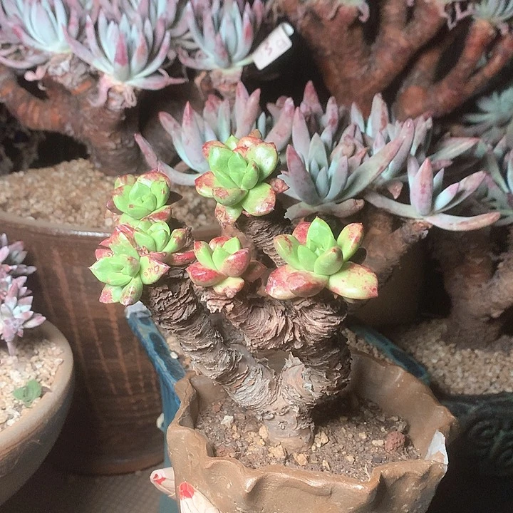 8684青钢苹果叶多肉