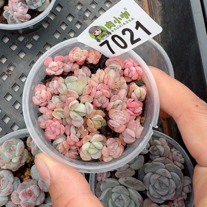 多肉植物多肉植物