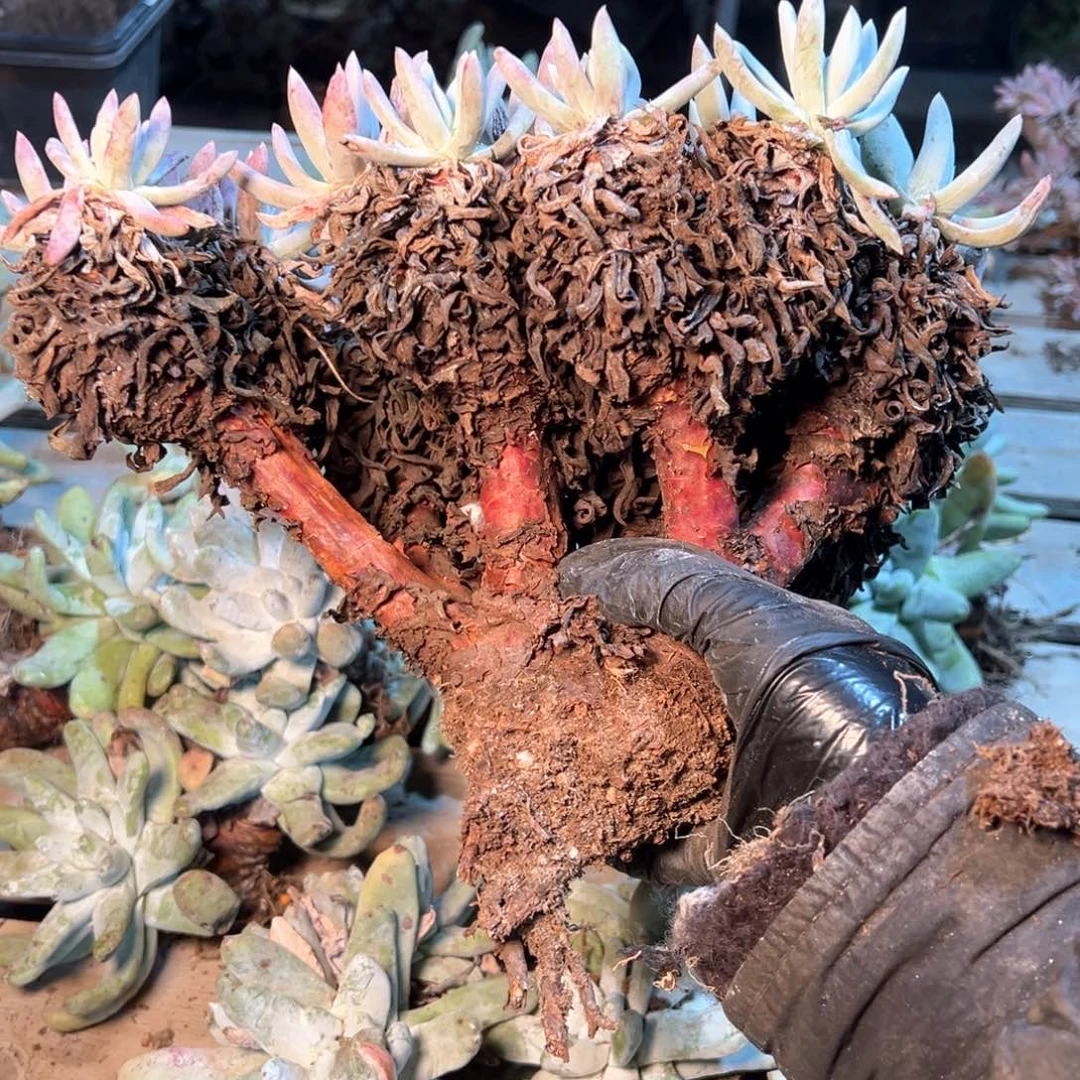 7790哈哈哈哈哈哈哈