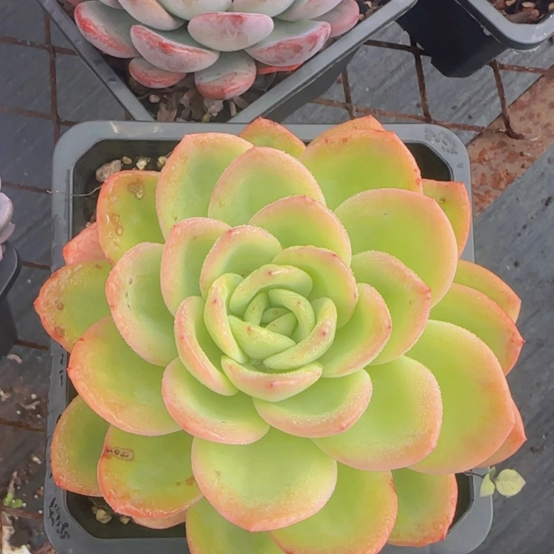 【闪购商品】小柠檬茶19.9