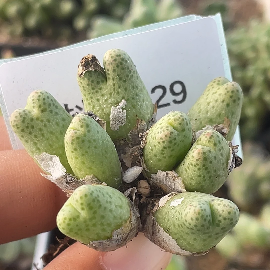14-29草莓斑马肉锥