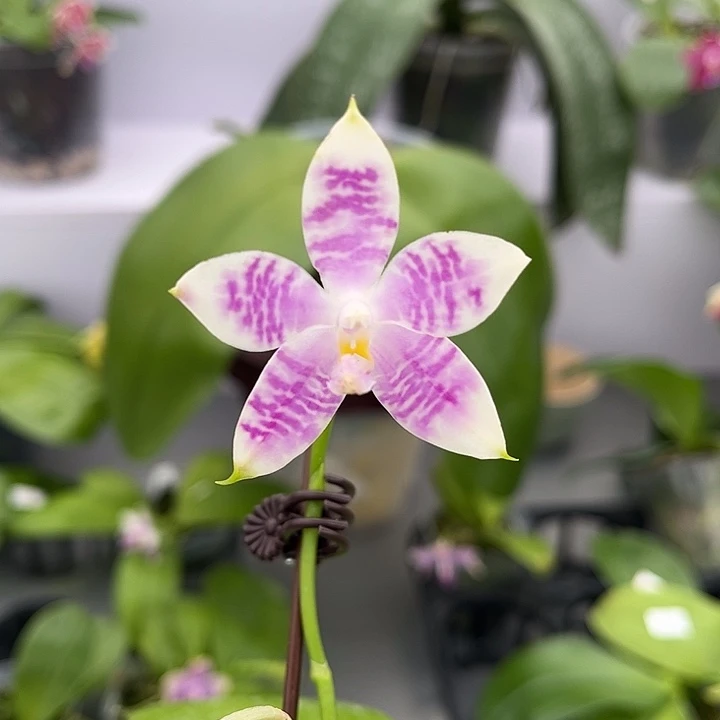 全部花苞2.5寸杯BKH2334