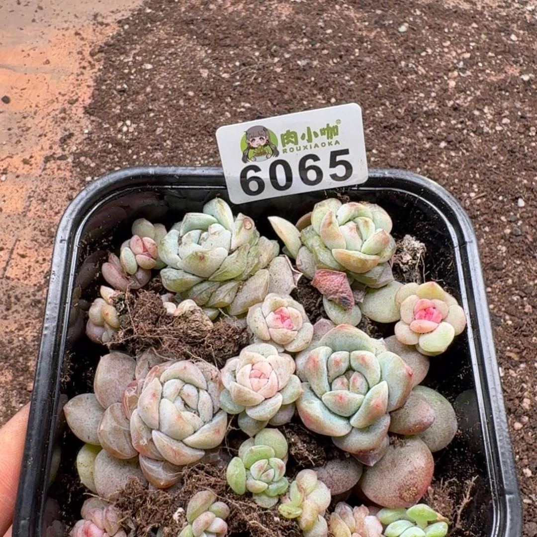 蓝***️多肉植物多肉植物