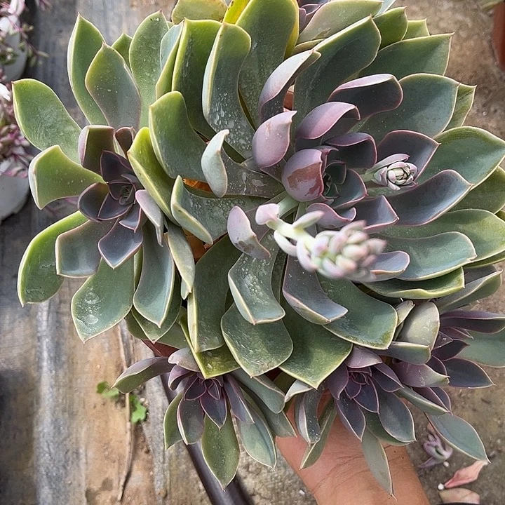 琼斯12.99多肉植物精品