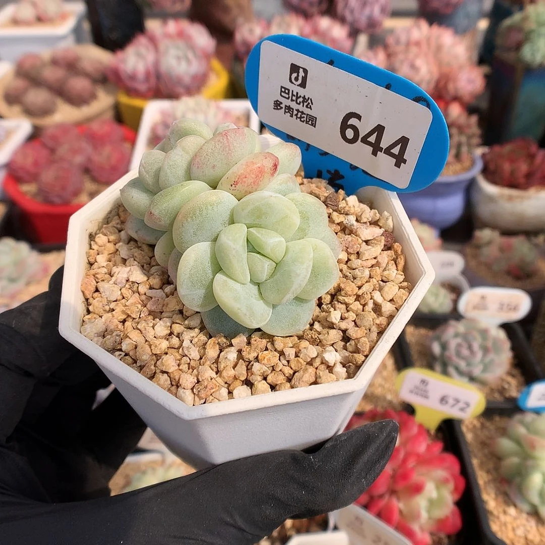 644 异色头冰玉石化多肉