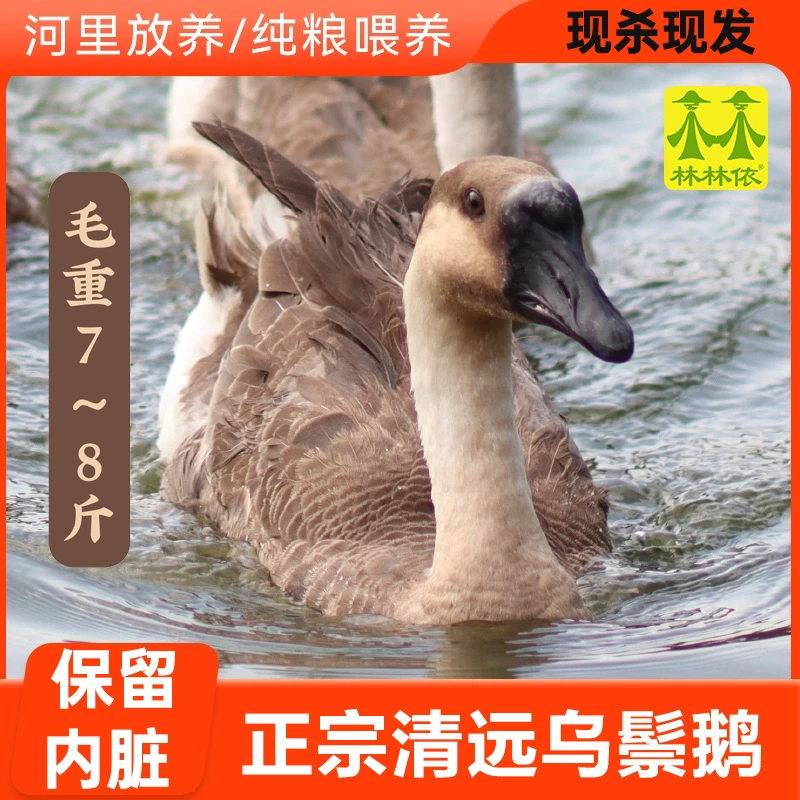 【180日龄】清远乌鬃鹅7~8斤 现杀现发黑棕鹅大鹅新鲜散养鹅肉卤鹅