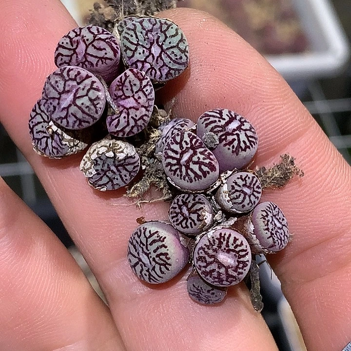 精品多肉植物精品多肉