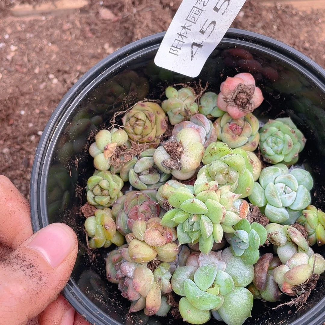 多肉植物多肉植物455