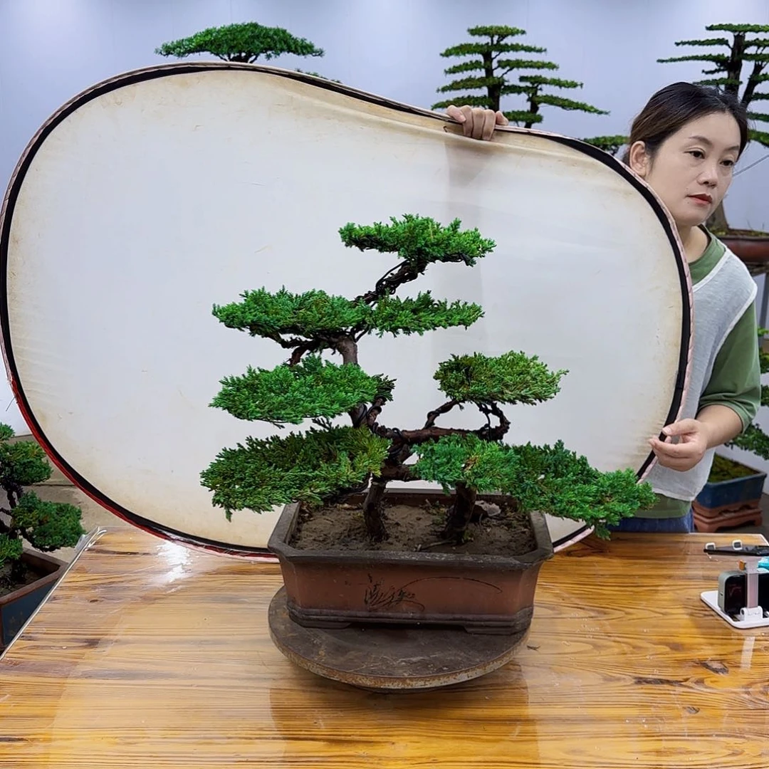 完全开放柏树盆景直播间一物一拍