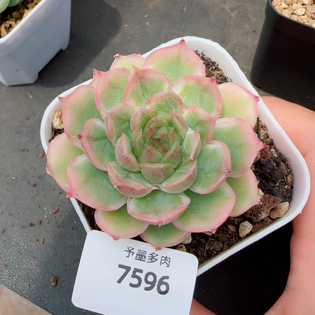 水晶虾饺，7596多肉植物