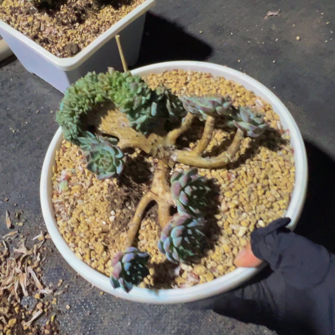 特价紫心山茶花冰魄缀