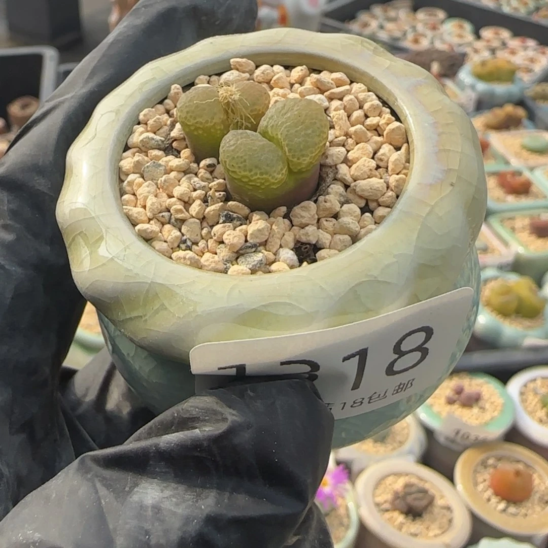 1318--一物一拍 带盆 樱花1453.9