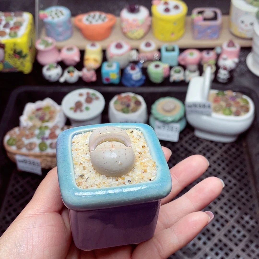 w9386 带盆土发货-零下地区拍保温箱