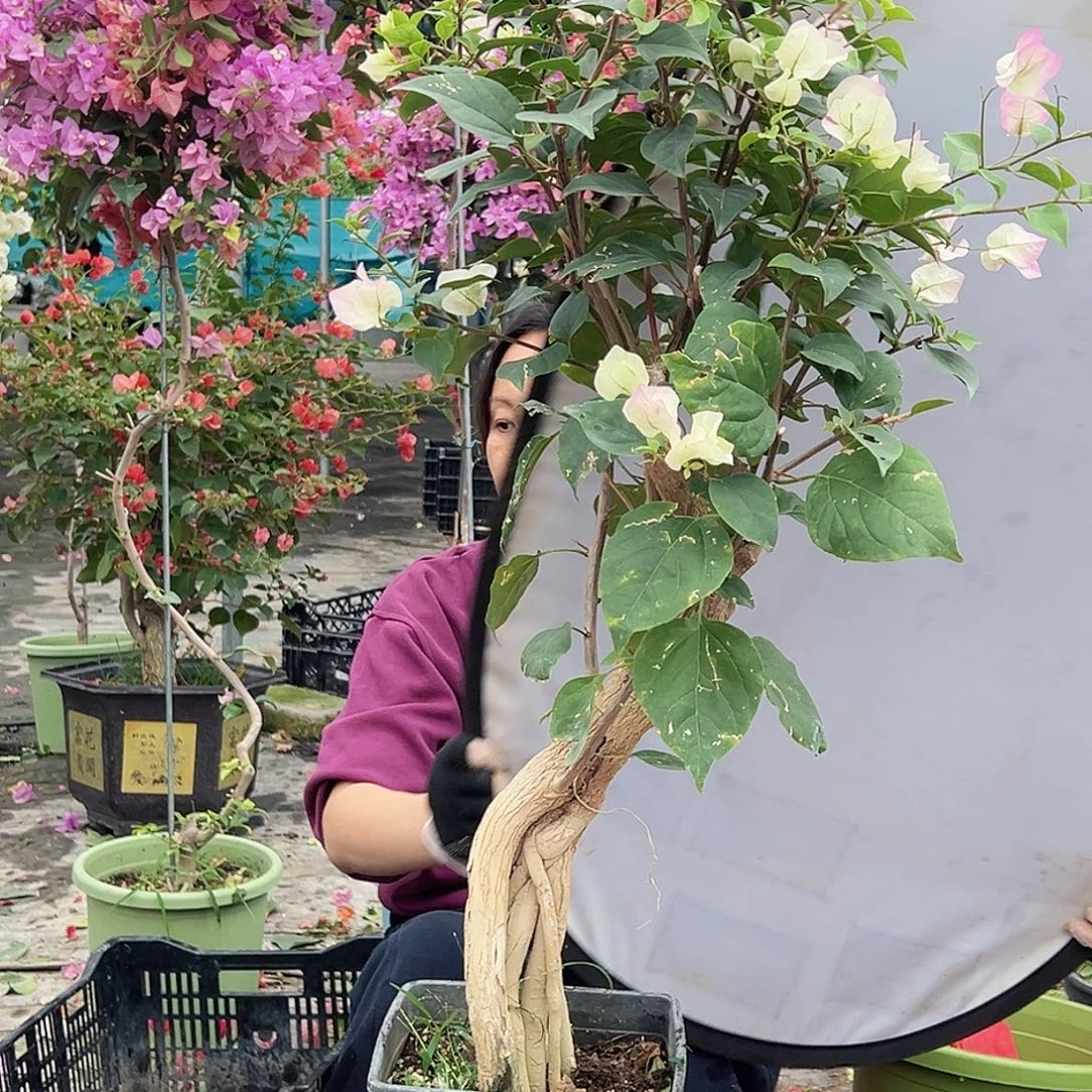 秦***姐大部分花苞少量开放M32绿樱