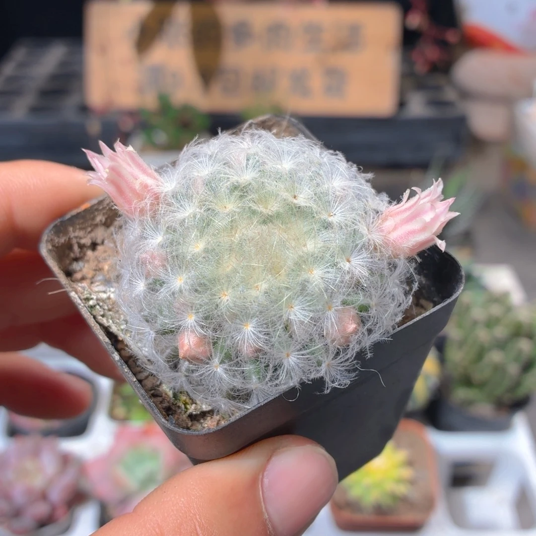 白星多肉9.9包邮发货