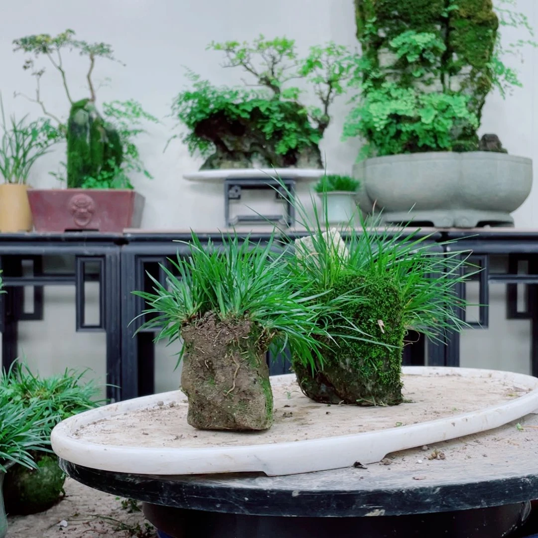 无铅玻璃雨*铁线蕨铁线蕨铁线蕨